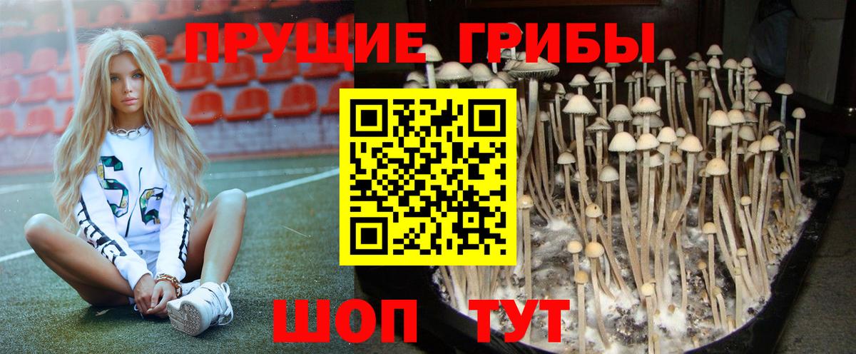 Кириши  Галлюциногенные грибы Magic Shrooms  Вход с VPN  Псилоцибиновые грибы мухоморы 